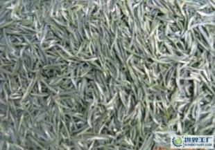 古丈銀針 會跳舞的綠茶瑰寶，探索世界工廠網(wǎng)｜茶葉｜食品｜飲料信息庫的匠心之作